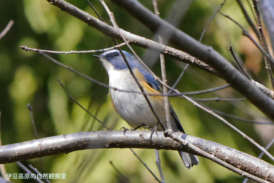 �ɓ������̎��R�ώ@��