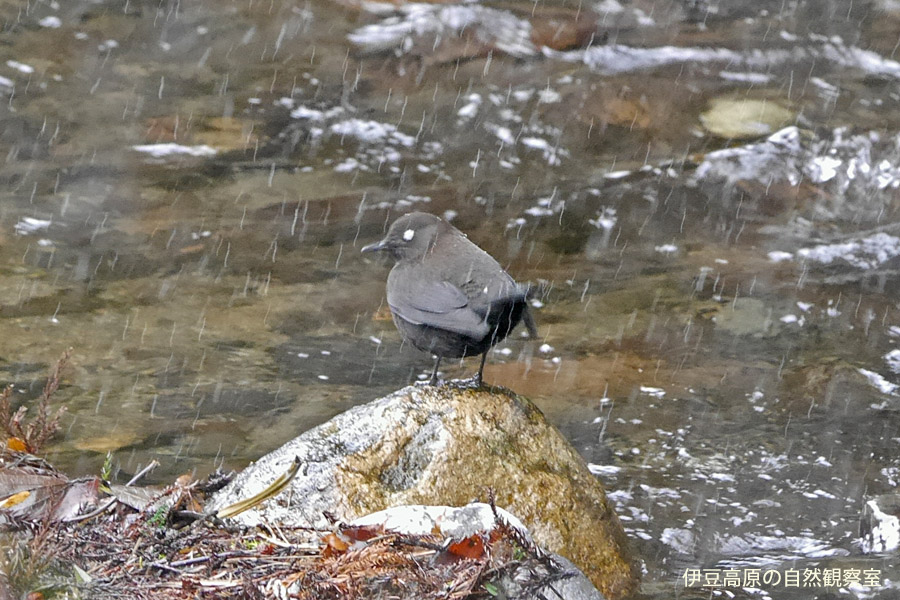 �ɓ������̎��R�ώ@��