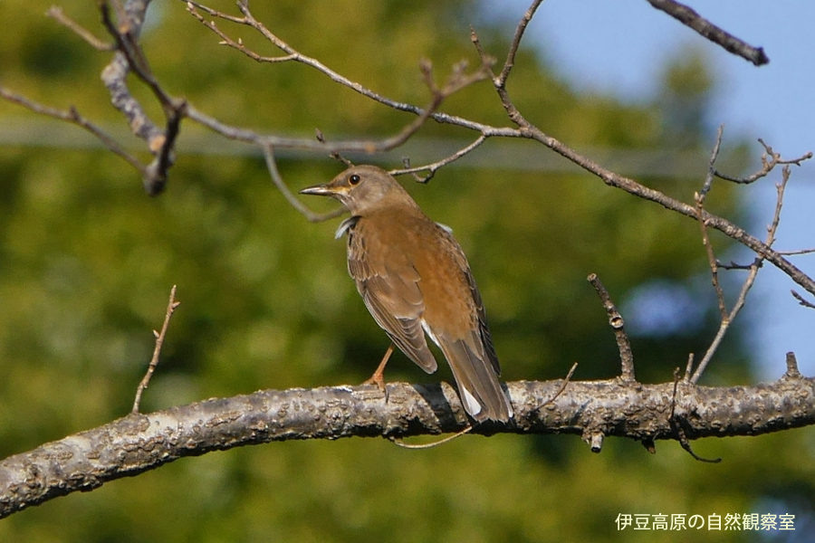 �ɓ������̎��R�ώ@��