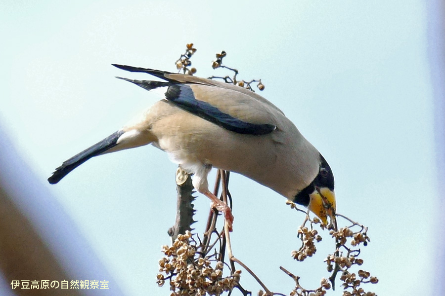 �ɓ������̎��R�ώ@��