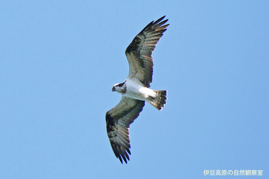 �ɓ������̎��R�ώ@��