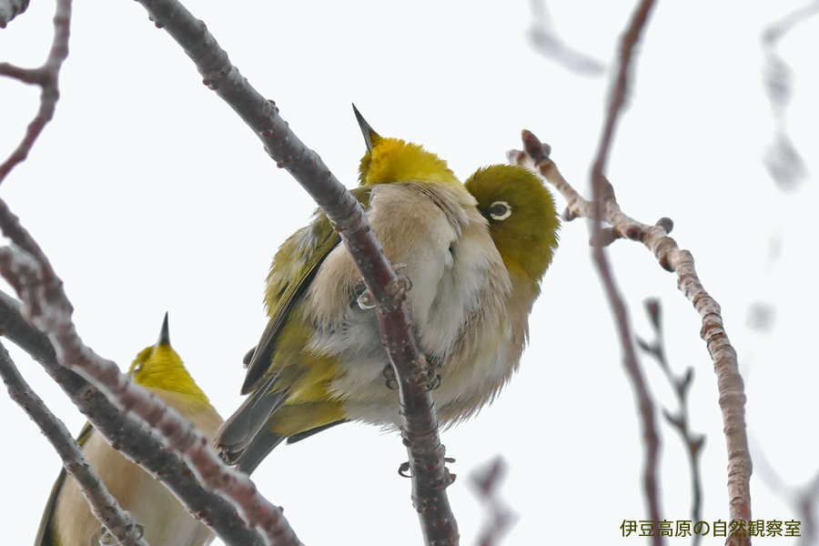 �ɓ������̎��R�ώ@��