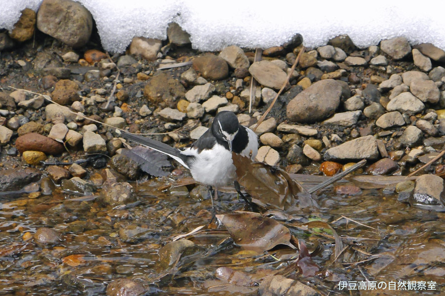 �ɓ������̎��R�ώ@��