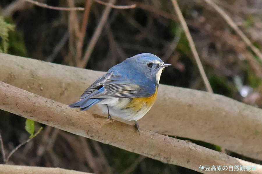 �ɓ������̎��R�ώ@��