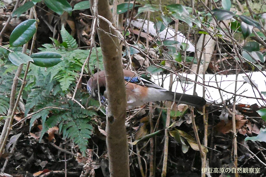 �ɓ������̎��R�ώ@��