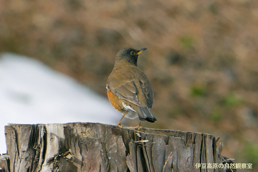 �ɓ������̎��R�ώ@��