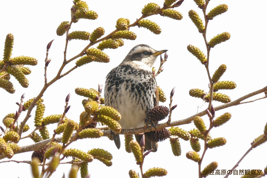 �ɓ������̎��R�ώ@��