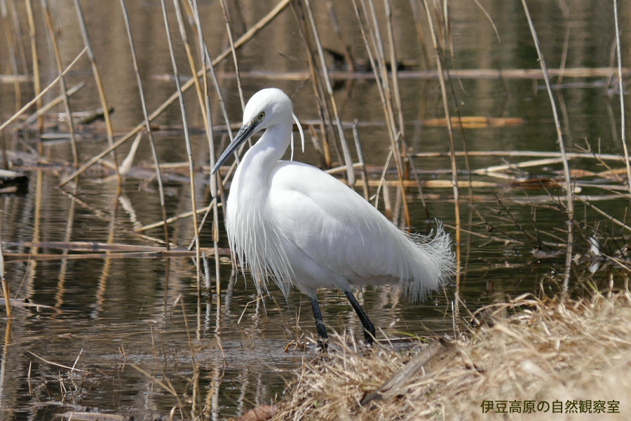 �ɓ������̎��R�ώ@��