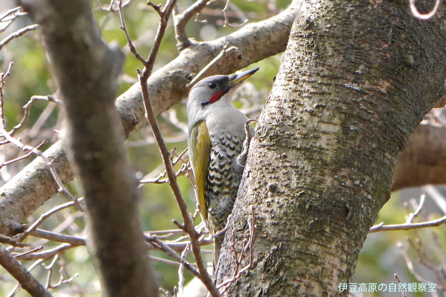 �ɓ������̎��R�ώ@��