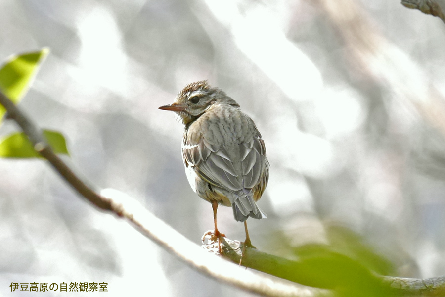 �ɓ������̎��R�ώ@��