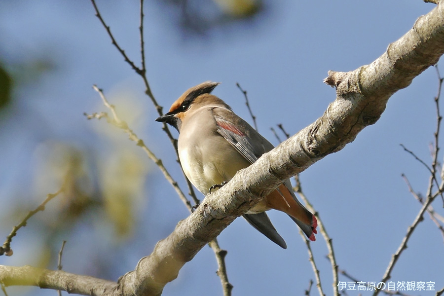 �ɓ������̎��R�ώ@��