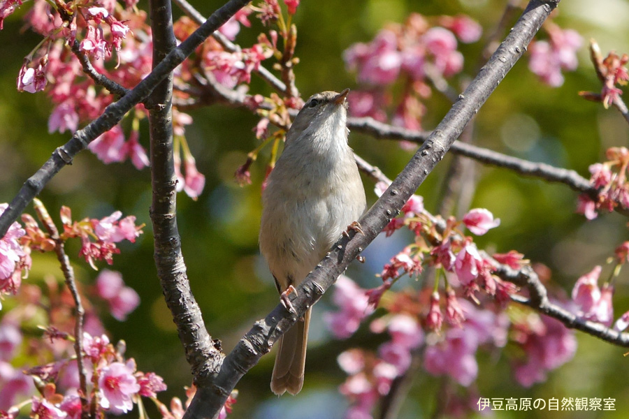 �ɓ������̎��R�ώ@��