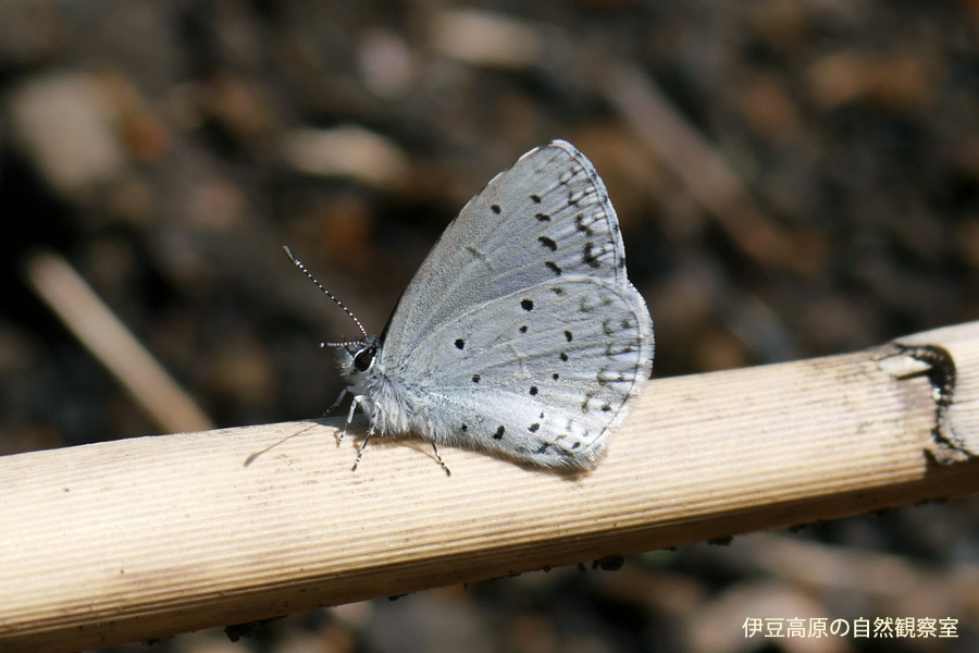 �ɓ������̎��R�ώ@��