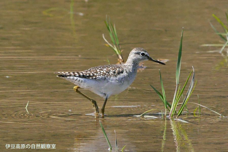 �ɓ������̎��R�ώ@��