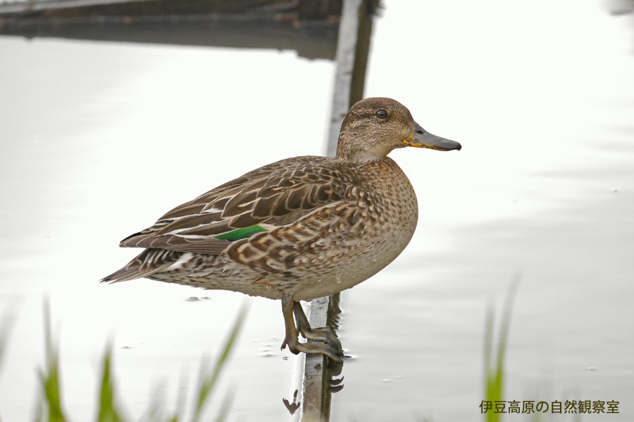 �ɓ������̎��R�ώ@��