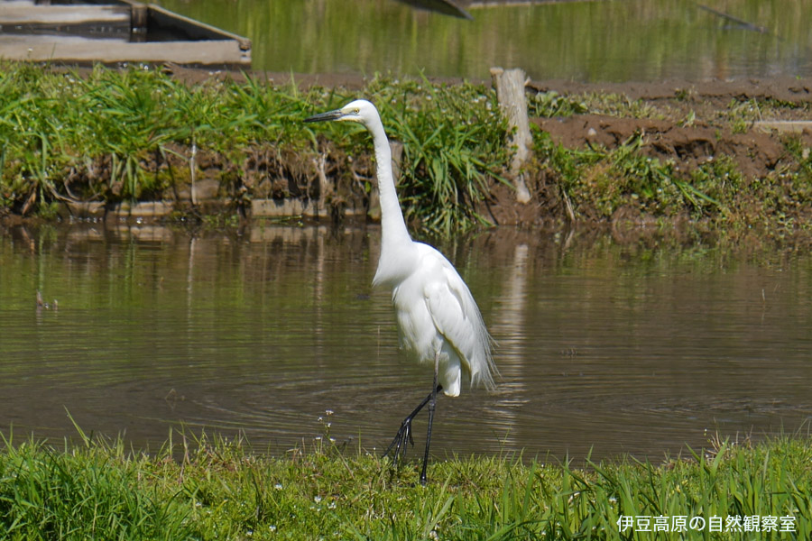 �ɓ������̎��R�ώ@��