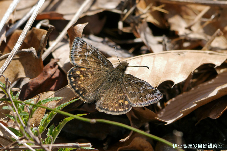 �ɓ������̎��R�ώ@��