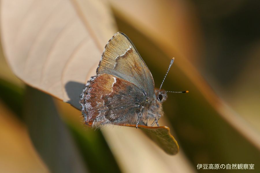 �ɓ������̎��R�ώ@��