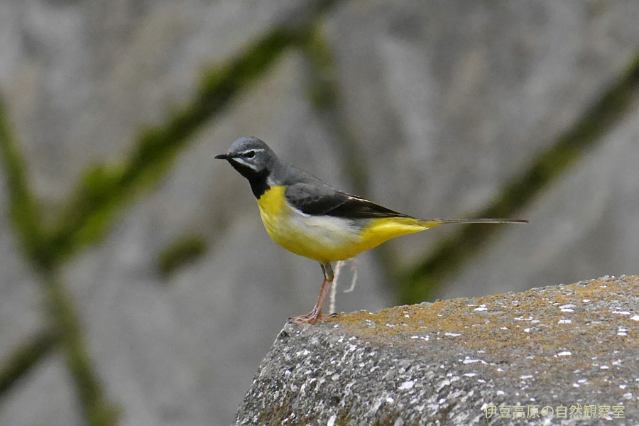 �ɓ������̎��R�ώ@��