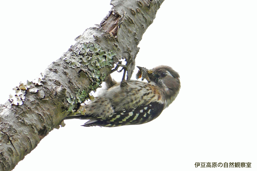 �ɓ������̎��R�ώ@��