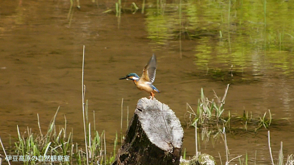 �ɓ������̎��R�ώ@��