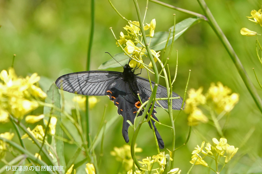 �ɓ������̎��R�ώ@��