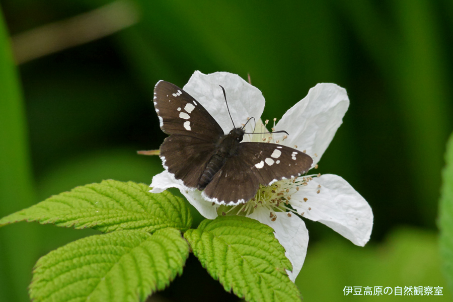 �ɓ������̎��R�ώ@��