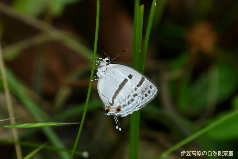 �ɓ������̎��R�ώ@��