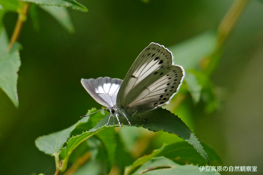 �ɓ������̎��R�ώ@��