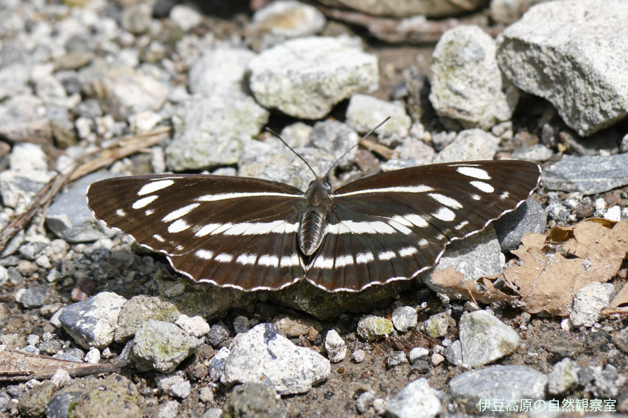 �ɓ������̎��R�ώ@��