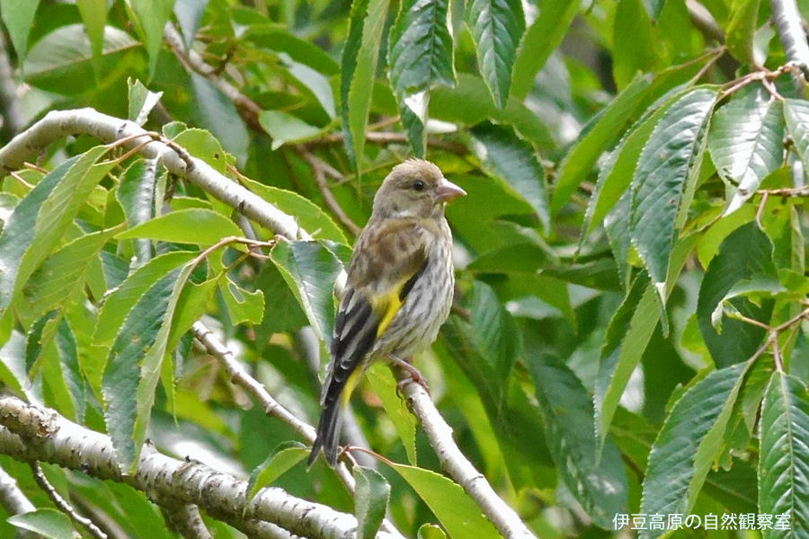 �ɓ������̎��R�ώ@��