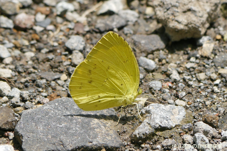 �ɓ������̎��R�ώ@��