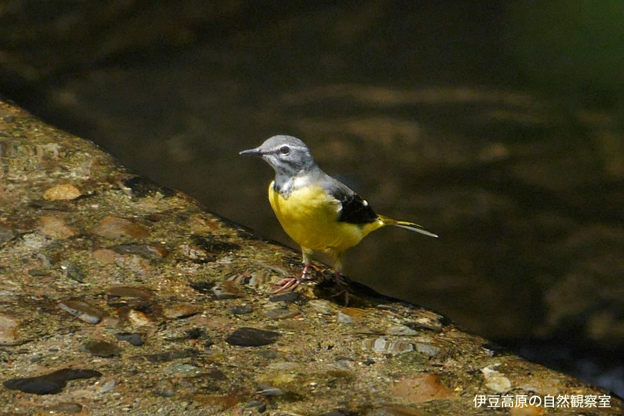 �ɓ������̎��R�ώ@��