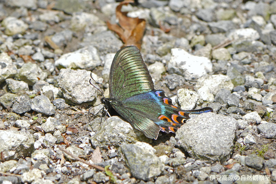 �ɓ������̎��R�ώ@��