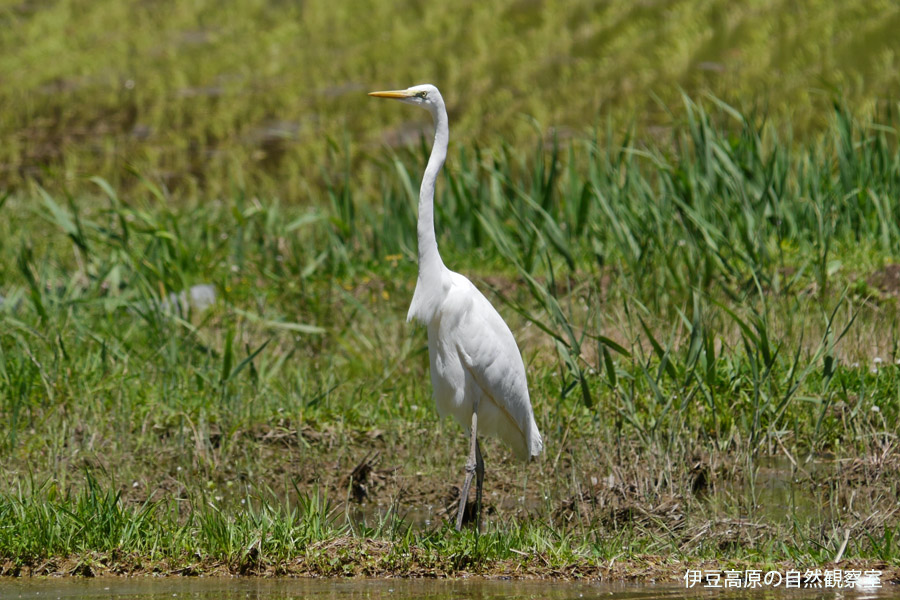 �ɓ������̎��R�ώ@��