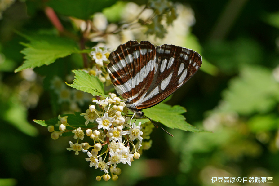 �ɓ������̎��R�ώ@��