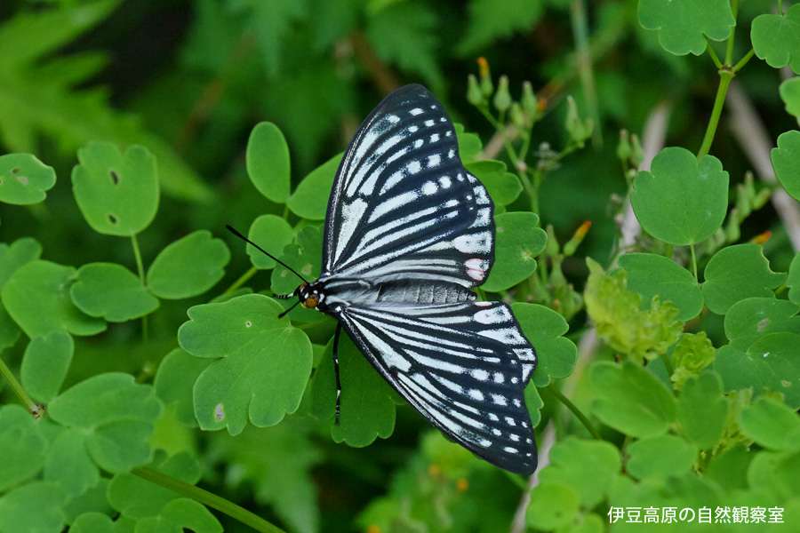 �ɓ������̎��R�ώ@��