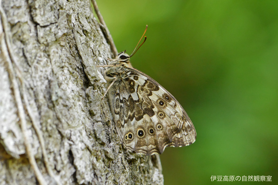 �ɓ������̎��R�ώ@��