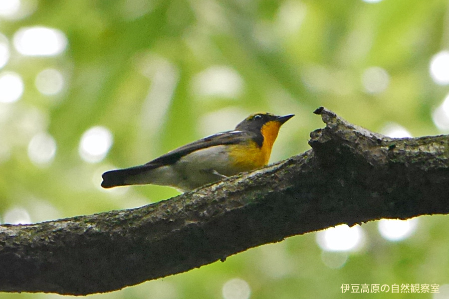 �ɓ������̎��R�ώ@��