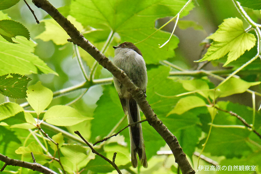 �ɓ������̎��R�ώ@��