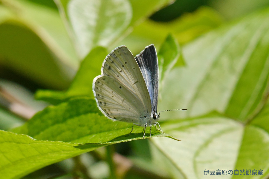 �ɓ������̎��R�ώ@��