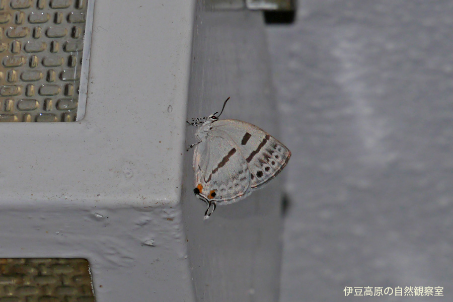 �ɓ������̎��R�ώ@��