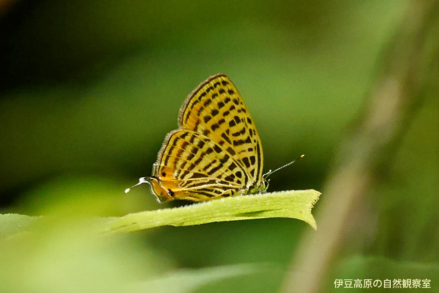 �ɓ������̎��R�ώ@��