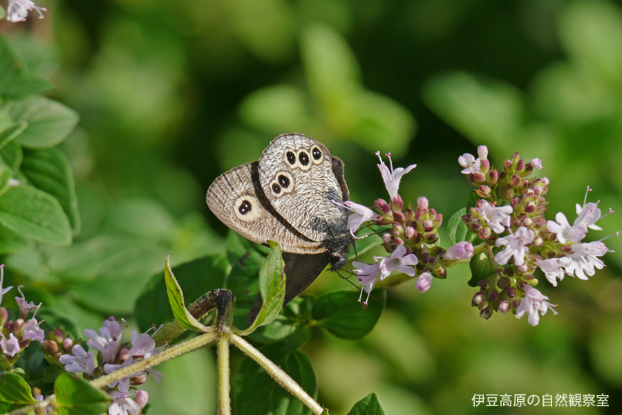 �ɓ������̎��R�ώ@��