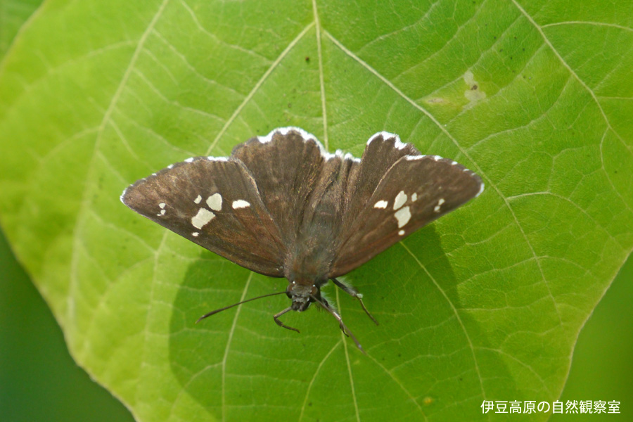 �ɓ������̎��R�ώ@��