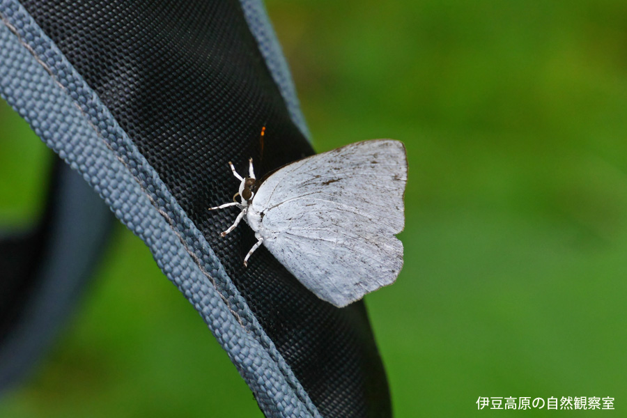 �ɓ������̎��R�ώ@��