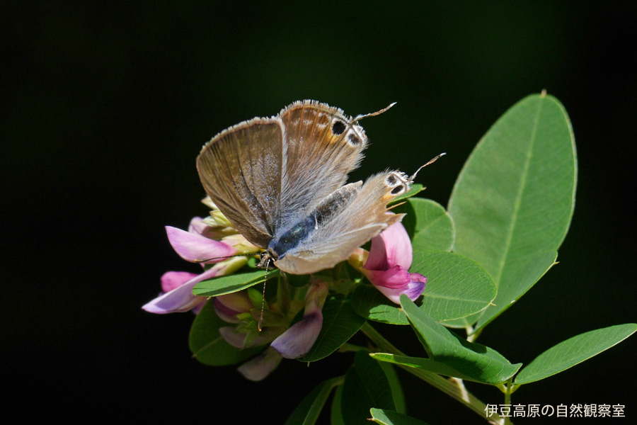 �ɓ������̎��R�ώ@��