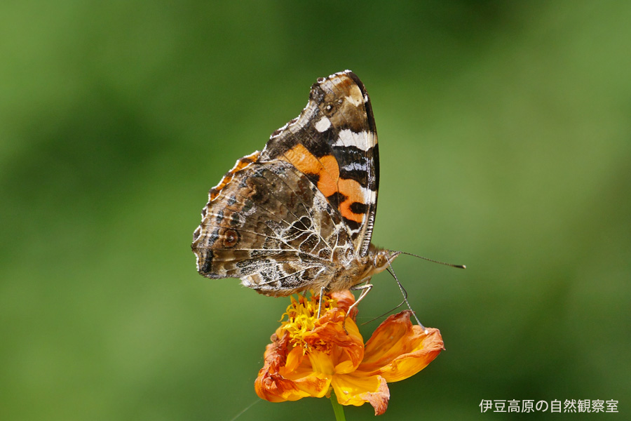 �ɓ������̎��R�ώ@��