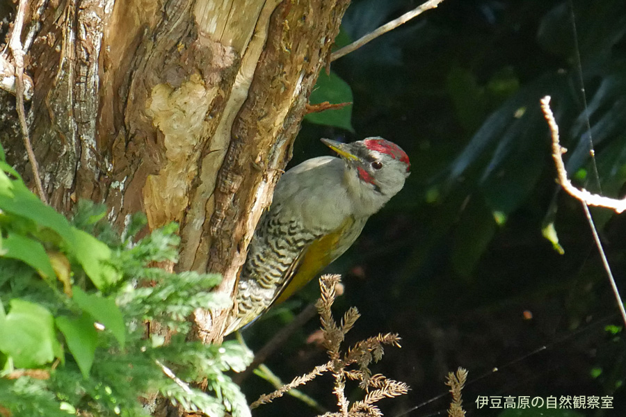 �ɓ������̎��R�ώ@��