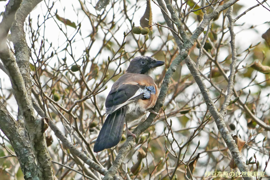 �ɓ������̎��R�ώ@��